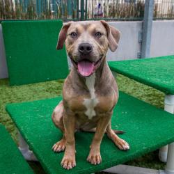 Shelter Stray Female Dog last seen , 361 S Raymond Ave, Pasadena, CA 91105, USA