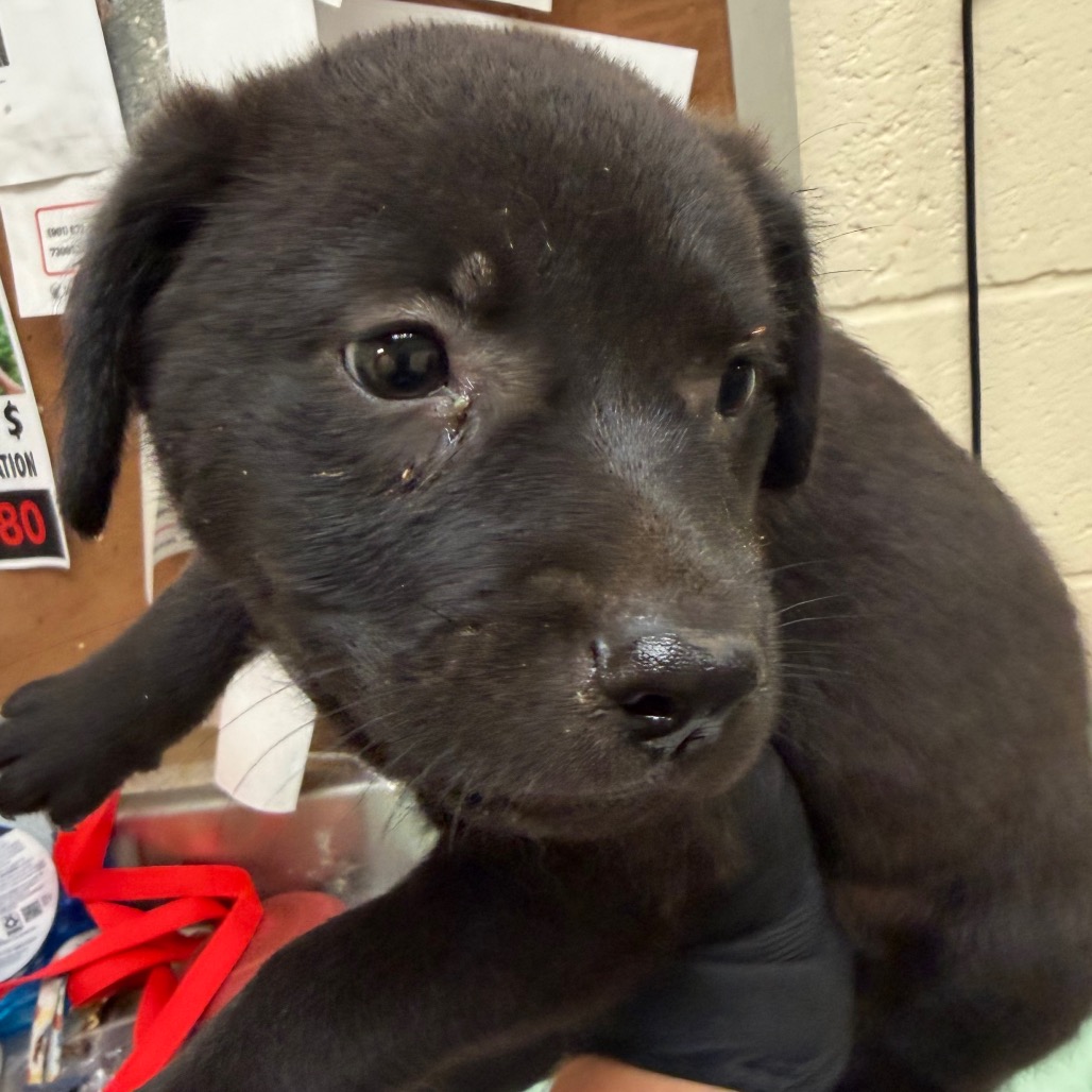Shelter Stray Male Dog last seen , 2350 Appling City Cove, Memphis, TN 38133, USA