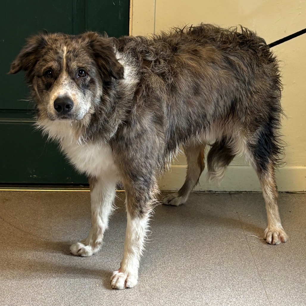 Shelter Stray Male Dog last seen , 361 S Raymond Ave, Pasadena, CA 91105, USA