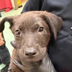 Shelter Stray Male Dog last seen , 2350 Appling City Cove, Memphis, TN 38133, USA