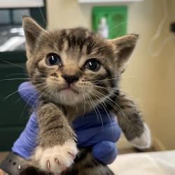 Shelter Stray Female Cat last seen , 361 S Raymond Ave, Pasadena, CA 91105, USA