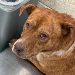 Shelter Stray Male Dog last seen , 2350 Appling City Cove, Memphis, TN 38133, USA