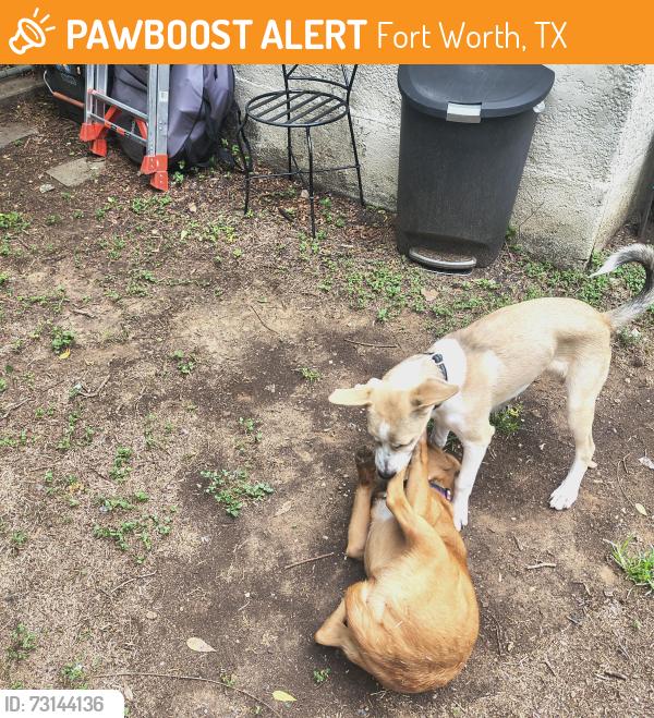 Found/Stray Male Dog last seen Alamo ave, Fort Worth, TX 76107