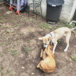 Found/Stray Male Dog last seen Alamo ave, Fort Worth, TX 76107