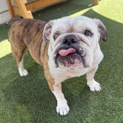 Shelter Stray Female Dog last seen , 12910 Yukon Ave, Hawthorne, CA 90250, USA