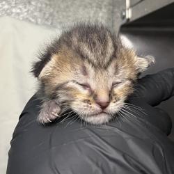 Shelter Stray Female Cat last seen , 4575 E Mesquite Ave, Palm Springs, CA 92264, USA