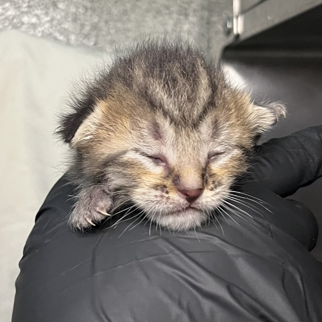 Shelter Stray Female Cat last seen , 4575 E Mesquite Ave, Palm Springs, CA 92264, USA