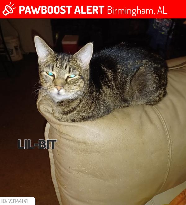 Lost Female Cat last seen Lewisburg gardens, Birmingham, AL 35207