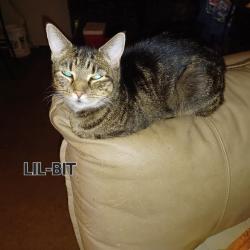 Lost Female Cat last seen Lewisburg gardens, Birmingham, AL 35207