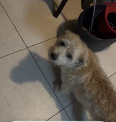 Found/Stray Male Dog last seen Harmony Elementary School -Hemet, Hemet, CA 92545