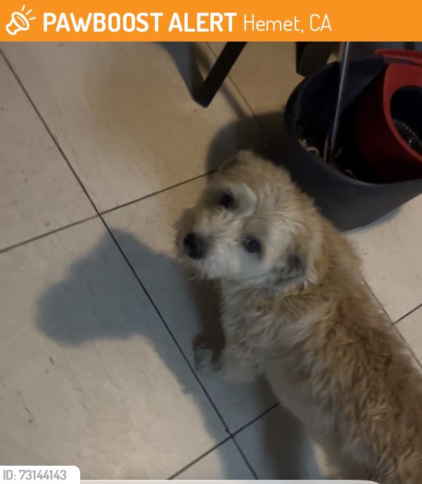 Found/Stray Male Dog last seen Harmony Elementary School -Hemet, Hemet, CA 92545