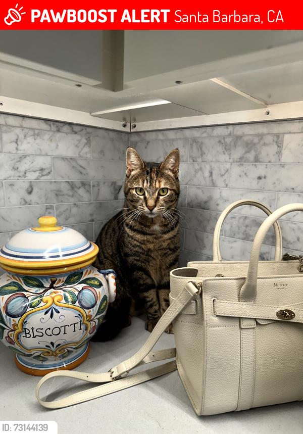 Lost Female Cat last seen Calle Rosales and Las Positas, Santa Barbara, CA 93105