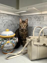 Lost Female Cat last seen Calle Rosales and Las Positas, Santa Barbara, CA 93105