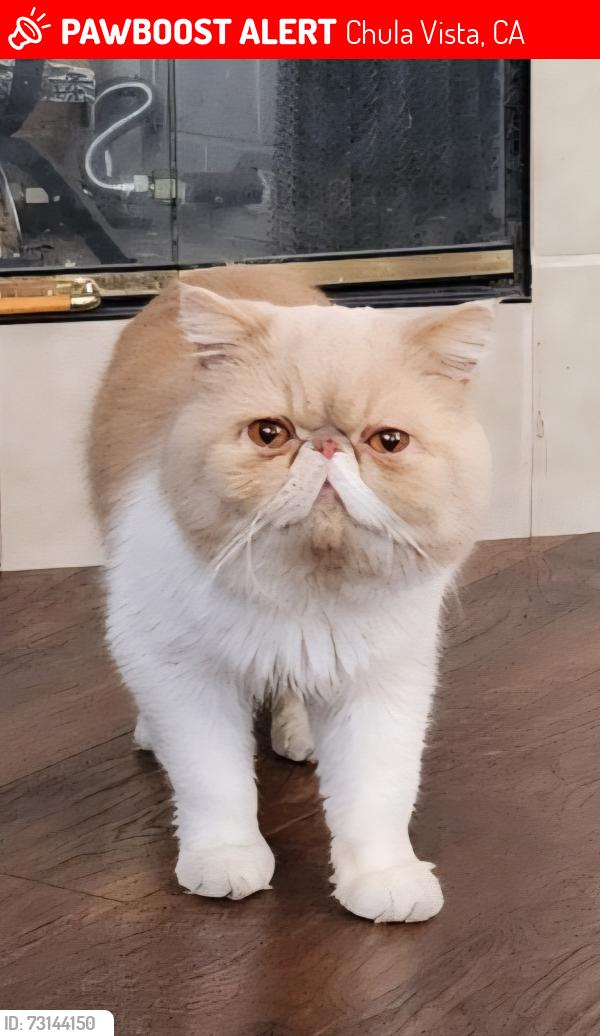 Lost Male Cat last seen Burgundy and Toulouse, Chula Vista, CA 91913