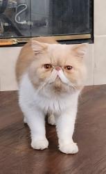 Lost Male Cat last seen Burgundy and Toulouse, Chula Vista, CA 91913