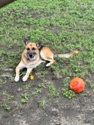 Reunited Male Dog last seen Leal street, San Antonio, TX 78221