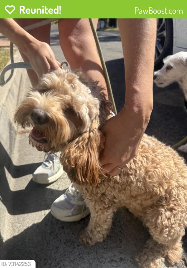 Reunited Female Dog last seen Near N Kenmore Ave, Los Angeles, CA 90027, USA, Los Angeles, CA 90027