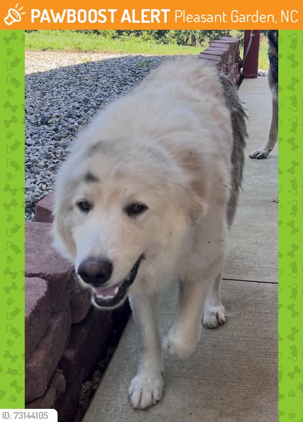 Found/Stray Male Dog last seen Branson Mill Road and Williams Court, Pleasant Garden, NC 27313