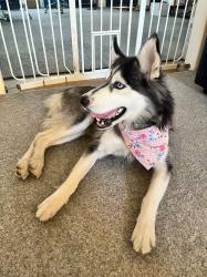 Reunited Female Dog last seen workman ave and astell ave, West Covina, CA 91790