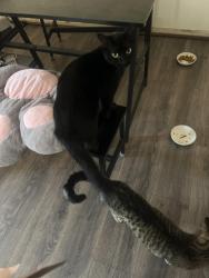 Lost Female Cat last seen starbucks, soapy joes, Chula Vista, CA 91911