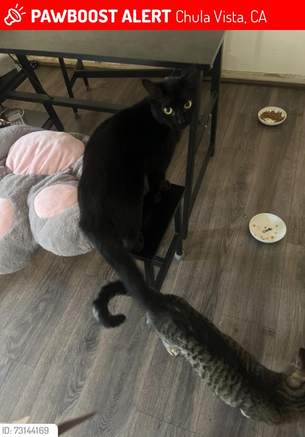 Lost Female Cat last seen starbucks, soapy joes, Chula Vista, CA 91911