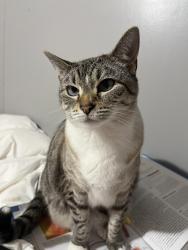 Lost Female Cat last seen Buckboard ridge, Tunnel Hill, GA 30755