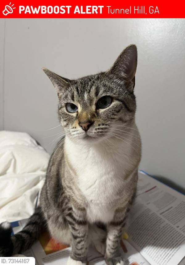Lost Female Cat last seen Buckboard ridge, Tunnel Hill, GA 30755