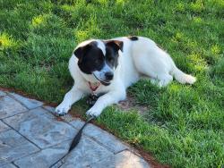 Lost Male Dog last seen Parkland Dr and Woods Rd, Muskego, WI 53150