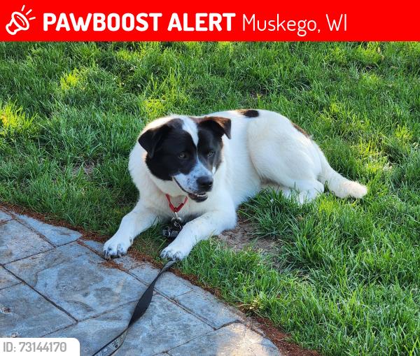 Lost Male Dog last seen Parkland Dr and Woods Rd, Muskego, WI 53150
