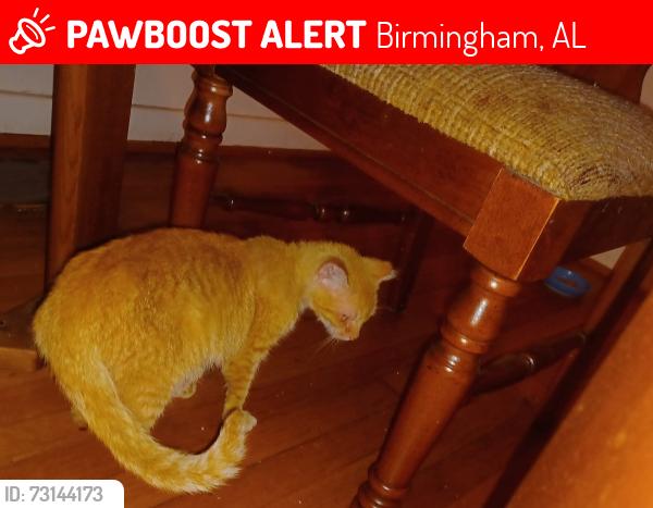 Lost Female Cat last seen Lewisburg gardens, Birmingham, AL 35207