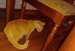 Lost Female Cat last seen Lewisburg gardens, Birmingham, AL 35207