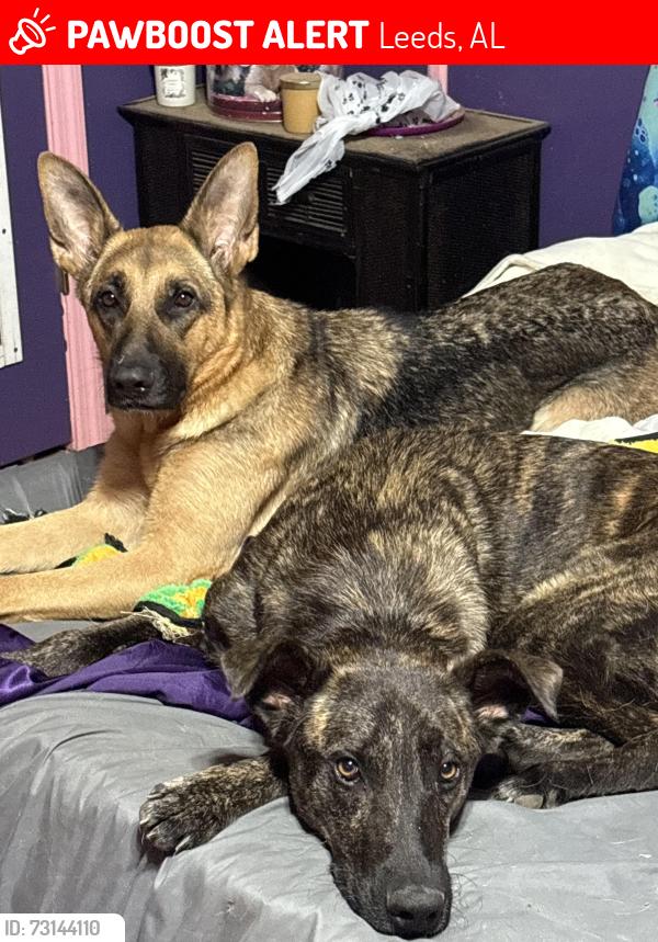 Lost Unknown Dog last seen Markeeta Baptist Church, Leeds, AL 35094