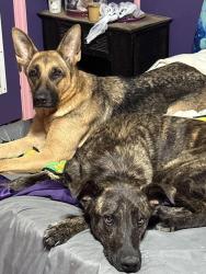 Lost Unknown Dog last seen Markeeta Baptist Church, Leeds, AL 35094