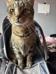 Reunited Male Cat last seen bloomingdale & newland, Chicago, IL 60707