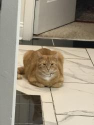 Lost Male Cat last seen Harris teeter, Fayetteville, NC 28306