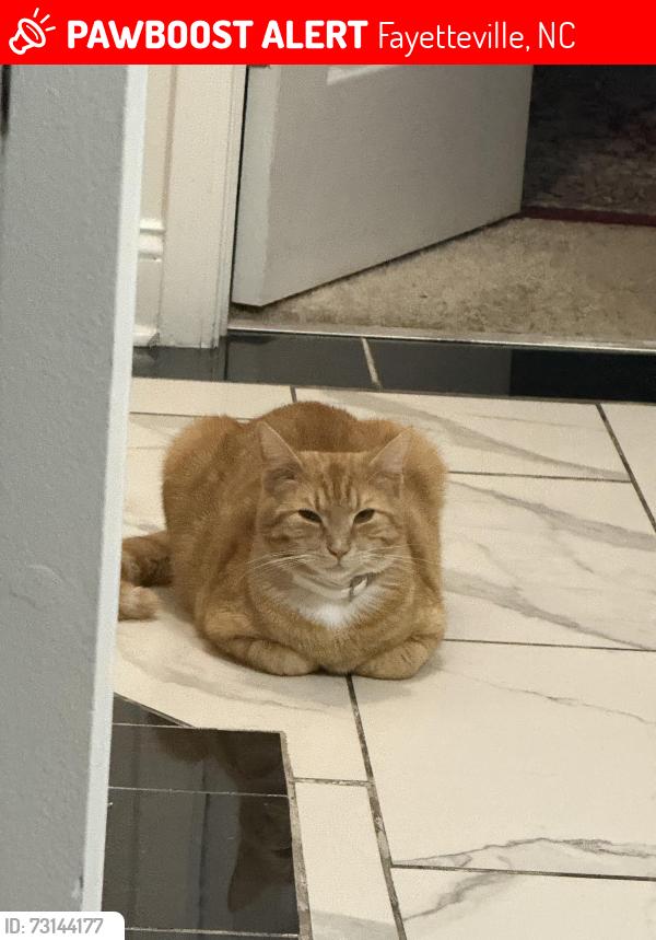 Lost Male Cat last seen Harris teeter, Fayetteville, NC 28306