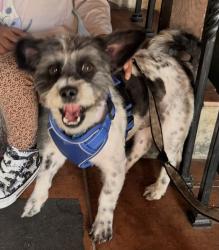 Lost Male Dog last seen Near Harding Ave alleyway, San Fernando, CA 91340