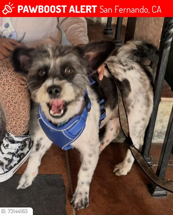 Lost Male Dog last seen Near Harding Ave alleyway, San Fernando, CA 91340