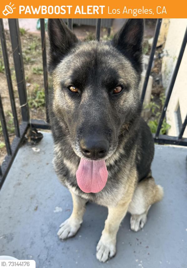 Found/Stray Male Dog last seen New bike lane on Cimmaron near Home Depot 90047, Los Angeles, CA 90047