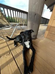 Lost Female Dog last seen Malina Place, Malina Street, Waikoloa Village, Waikoloa Village, HI 96738