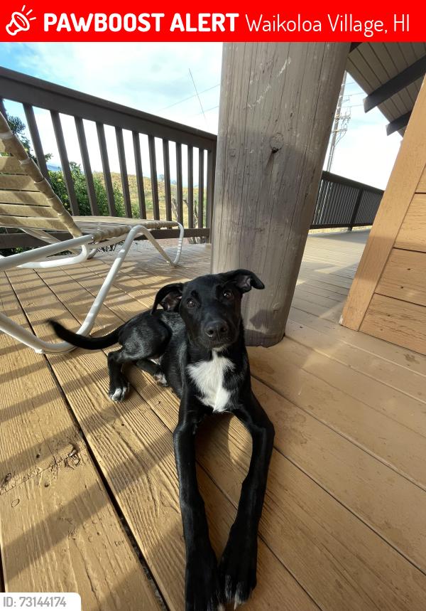 Lost Female Dog last seen Malina Place, Malina Street, Waikoloa Village, Waikoloa Village, HI 96738
