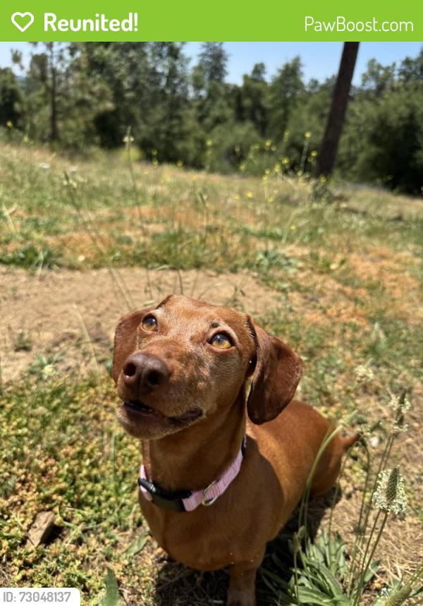 Reunited Female Dog last seen Barstow and First, Fresno, CA 93710