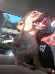 Reunited Male Dog last seen Tom thumb, Pensacola, FL 32526