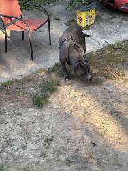 Reunited Male Dog last seen Sundale, North College Hill, OH 45239