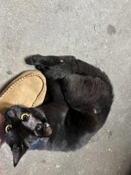 Found/Stray Male Cat last seen Off Raffia, Enfield, CT 06082