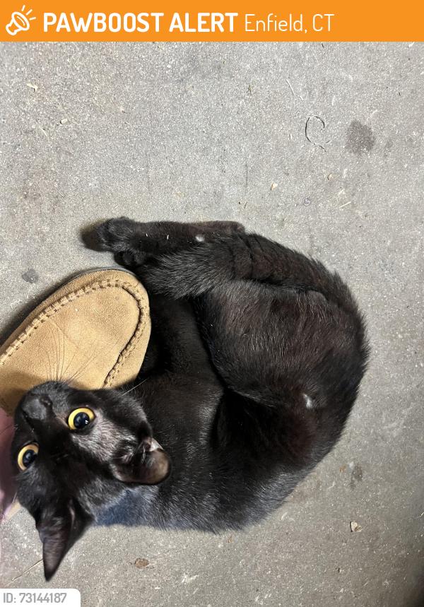 Found/Stray Male Cat last seen Off Raffia, Enfield, CT 06082