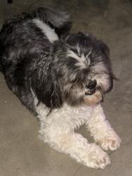Reunited Unknown Dog last seen SW 102nd & Ranchwood Manor Dr, Oklahoma City, OK 73139