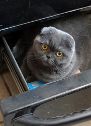 Reunited Female Cat last seen Woodglenn & Ash St, Thornton, CO 80233