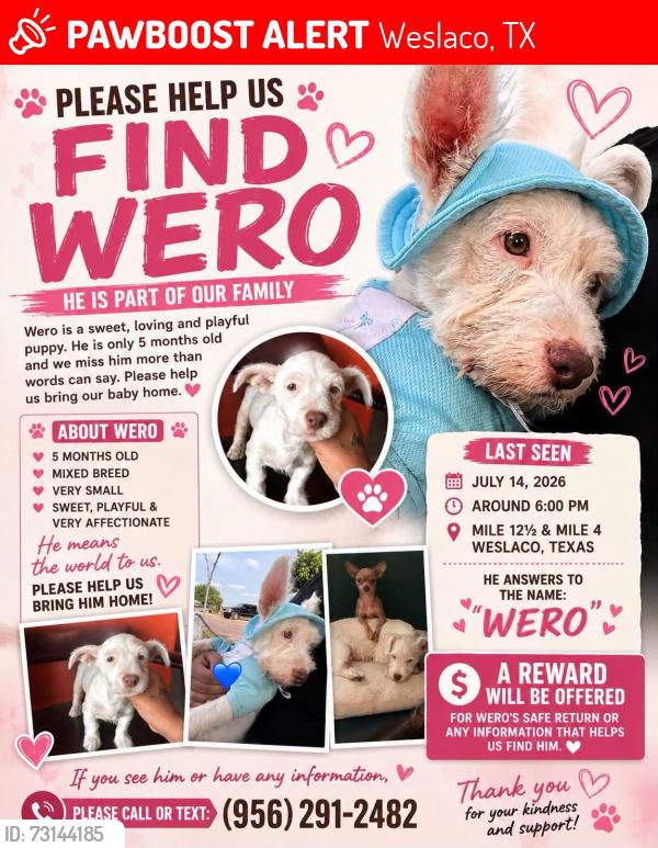 Lost Male Dog last seen Near N mile 4 W Mercedes Tx, Weslaco, TX 78596
