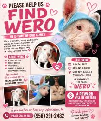 Lost Male Dog last seen Near N mile 4 W Mercedes Tx, Weslaco, TX 78596